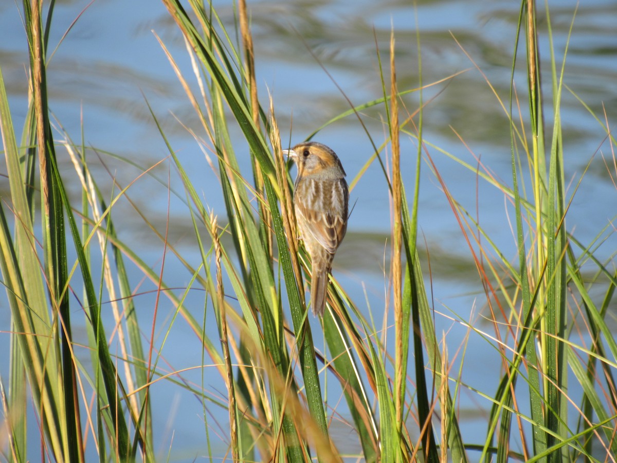 Багновець блідий - ML268143781