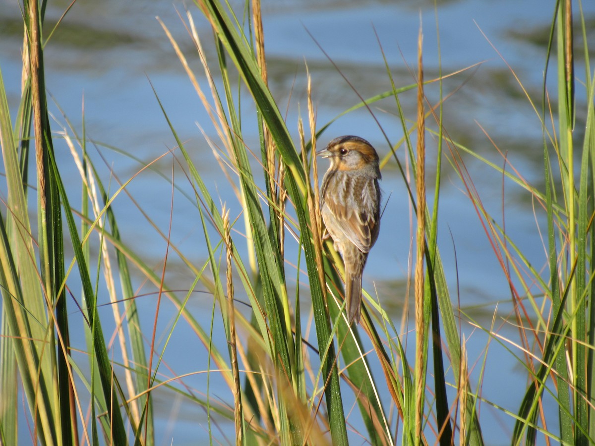 Багновець блідий - ML268143811