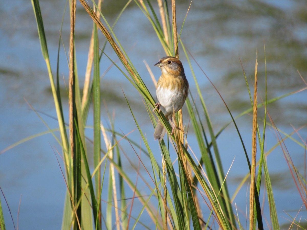 Багновець блідий - ML268143861