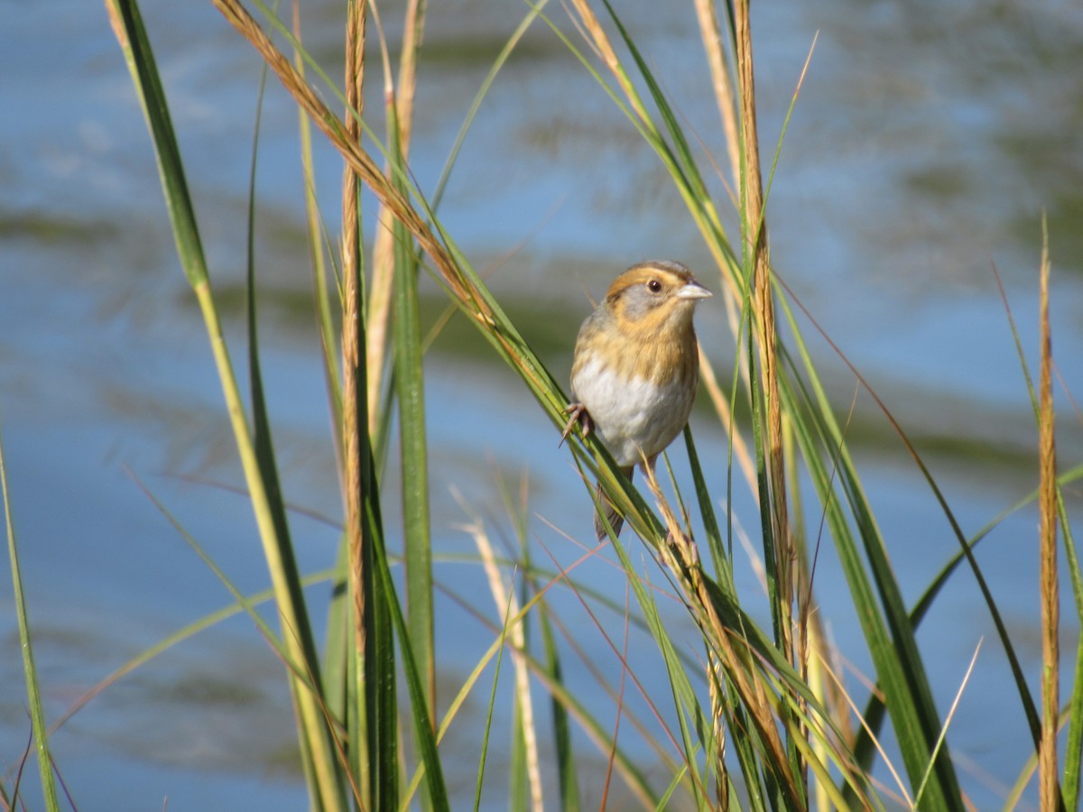 Багновець блідий - ML268143941