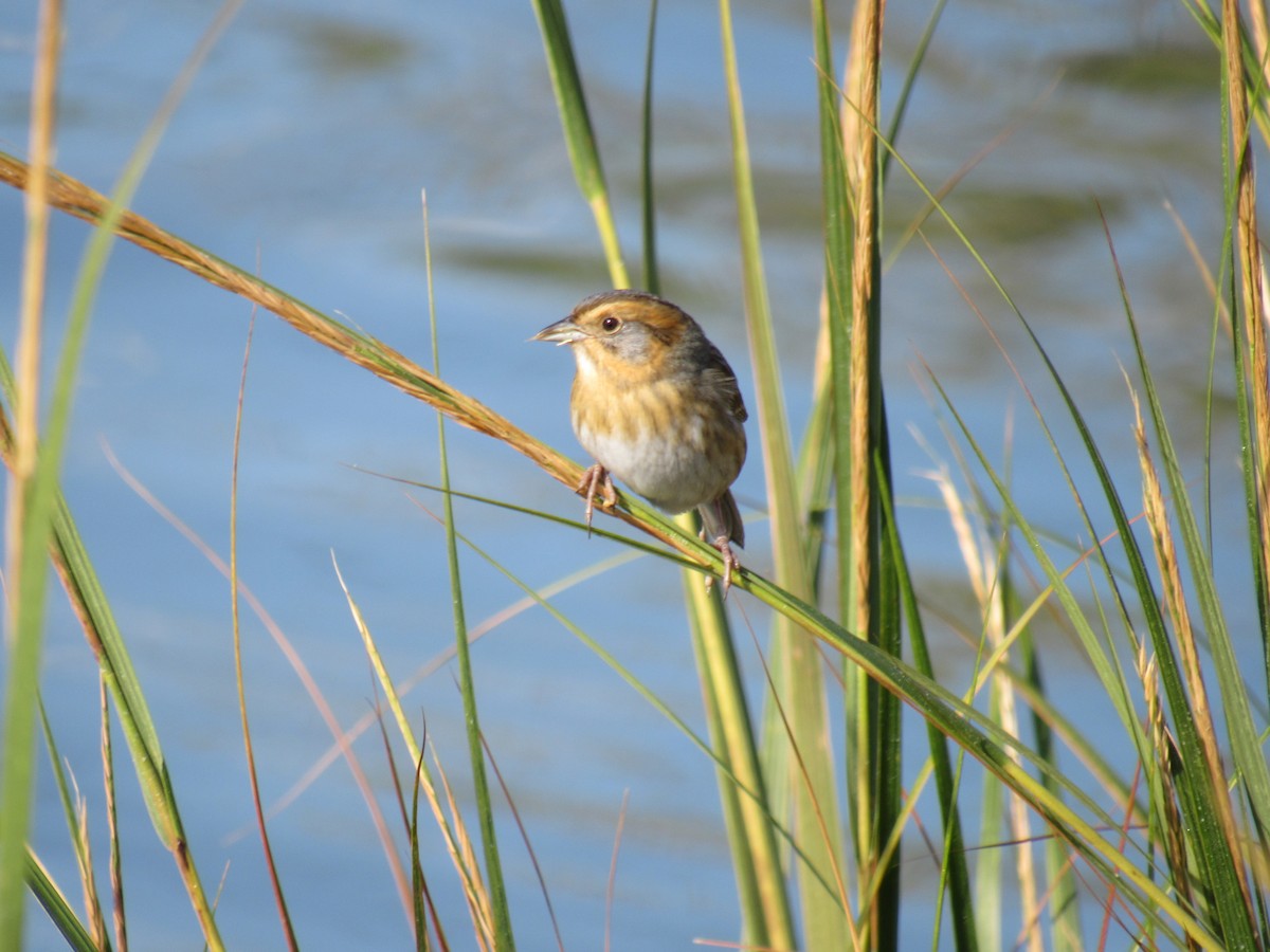 Багновець блідий - ML268144001