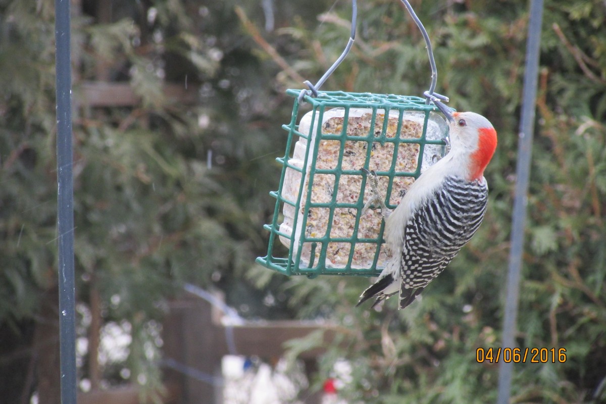 Red-bellied Woodpecker - ML26814451