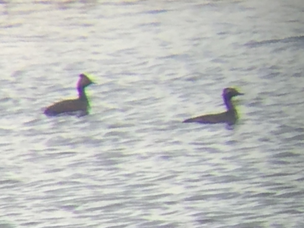 Eared Grebe - ML26814611