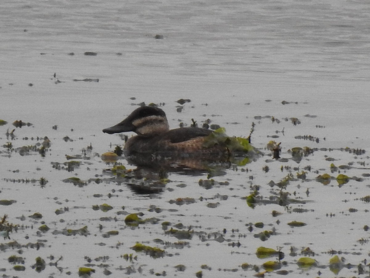 Ruddy Duck - ML268146751