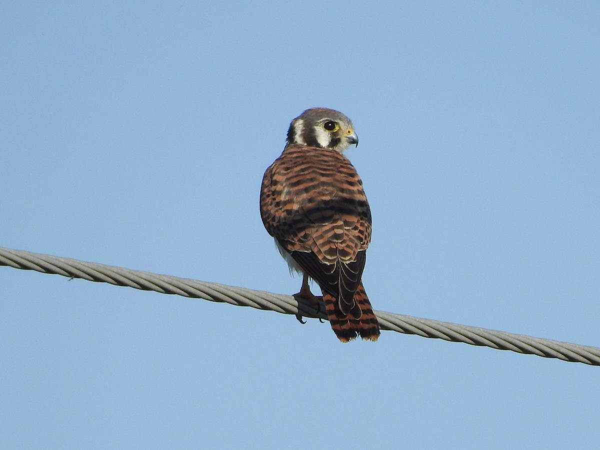 American Kestrel - ML268147351