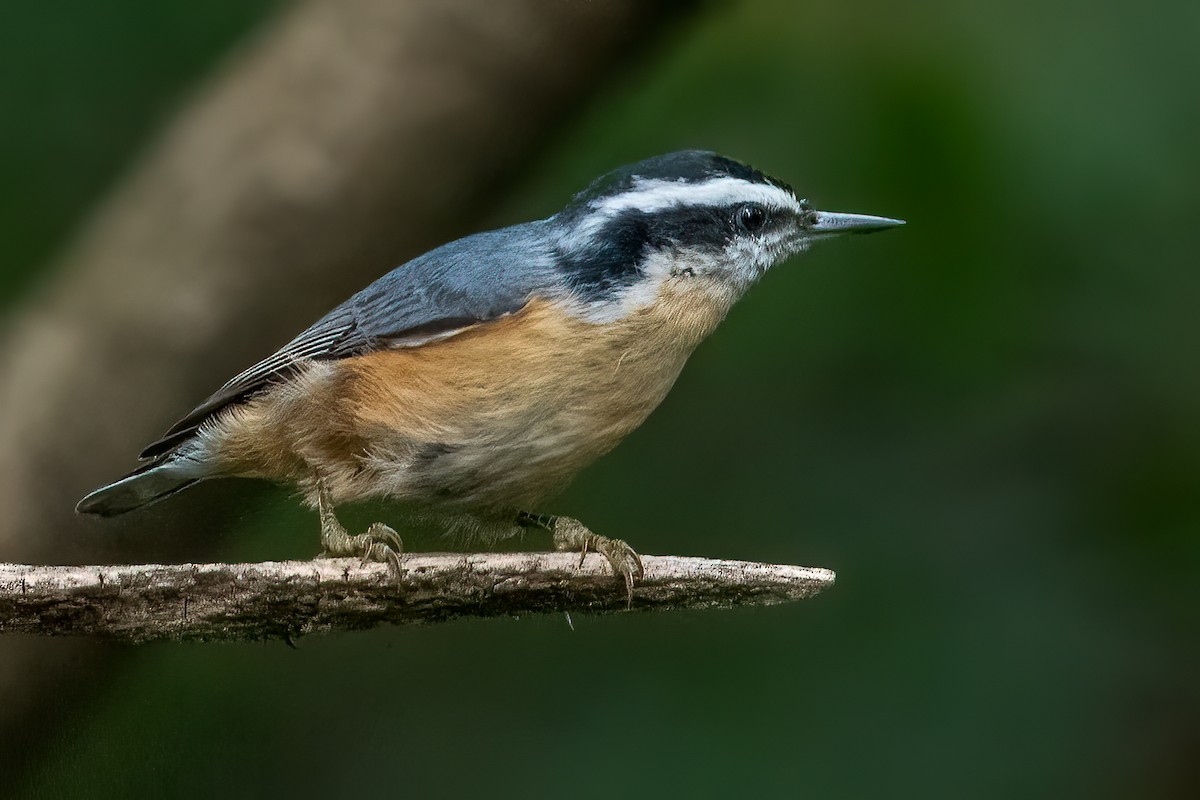 Red-breasted Nuthatch - ML268148331