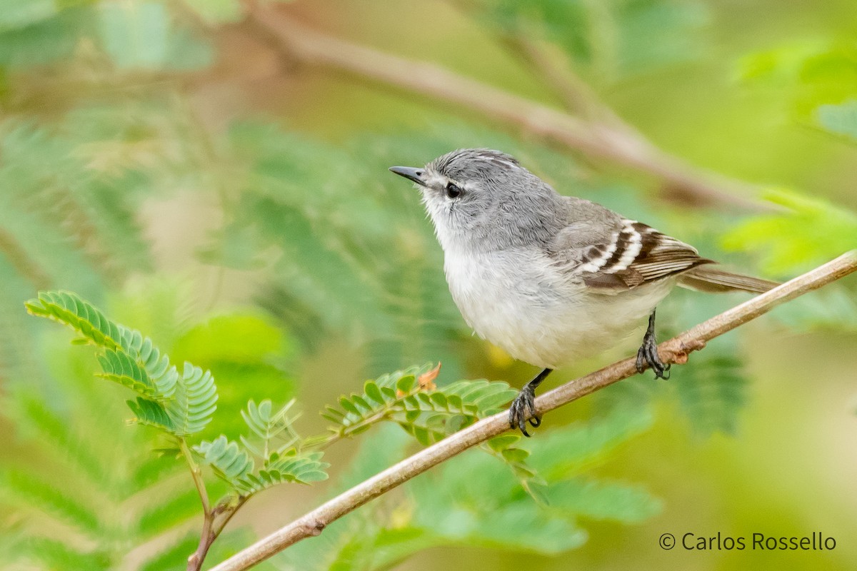 White-crested Tyrannulet (White-bellied) - ML268151671