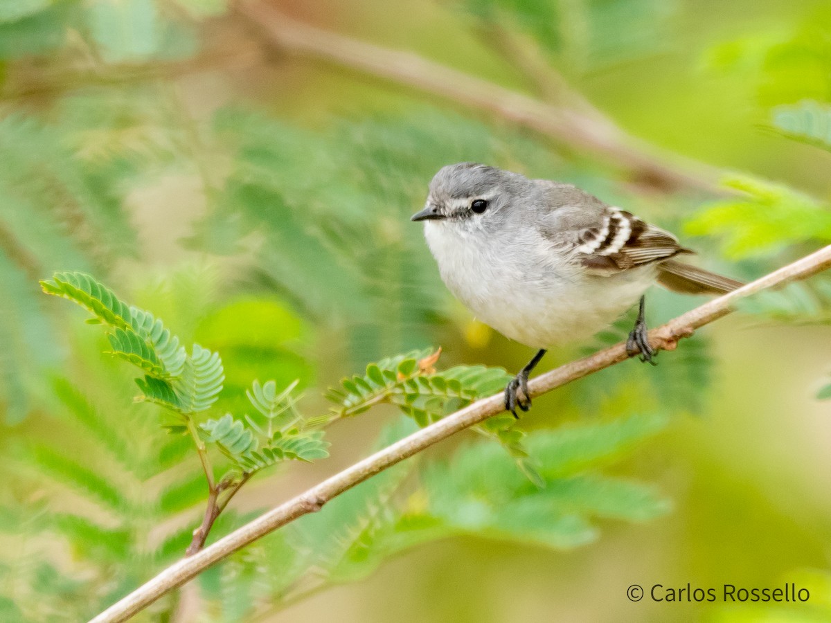 White-crested Tyrannulet (White-bellied) - Carlos Rossello