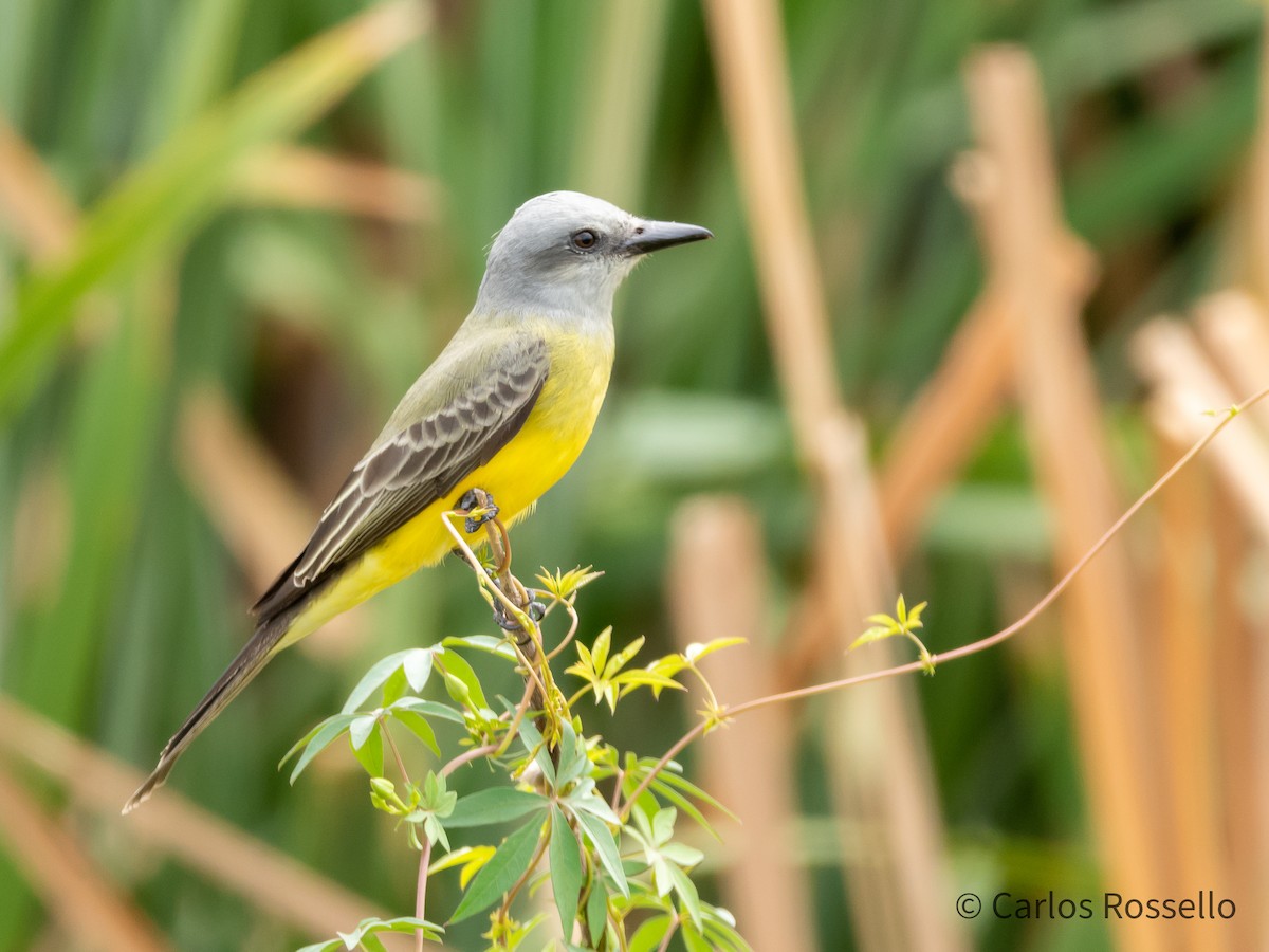 Tropical Kingbird - ML268153041