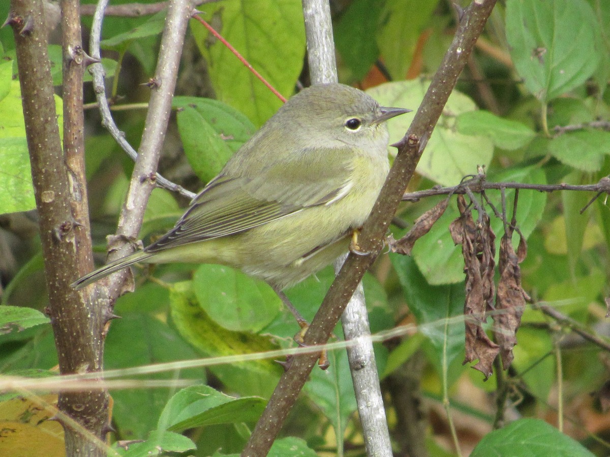 Tennessee Warbler - Lisa Reid