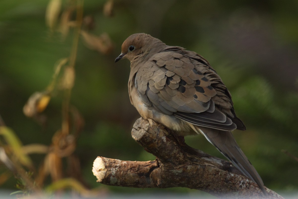 Mourning Dove - Detcheverry Joël