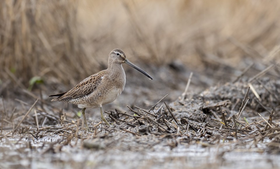 Long-billed Dowitcher - ML268157681