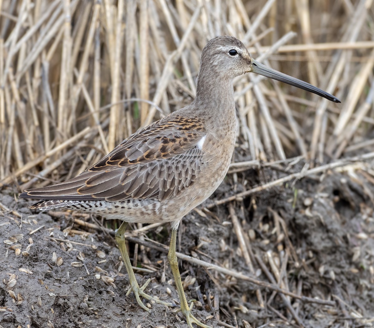 Long-billed Dowitcher - ML268157821