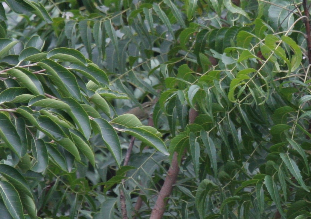 Green/Greenish Warbler - Amrish  Bidaye