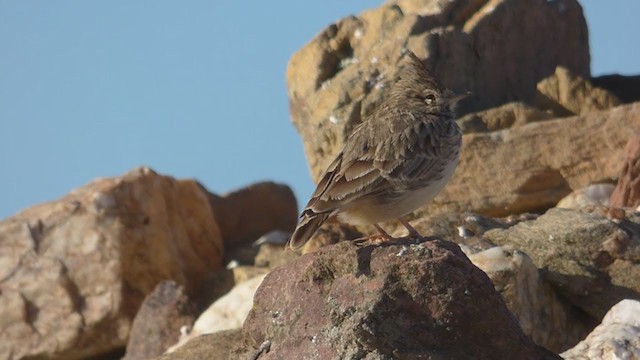 Cochevis de Thékla - ML268158161