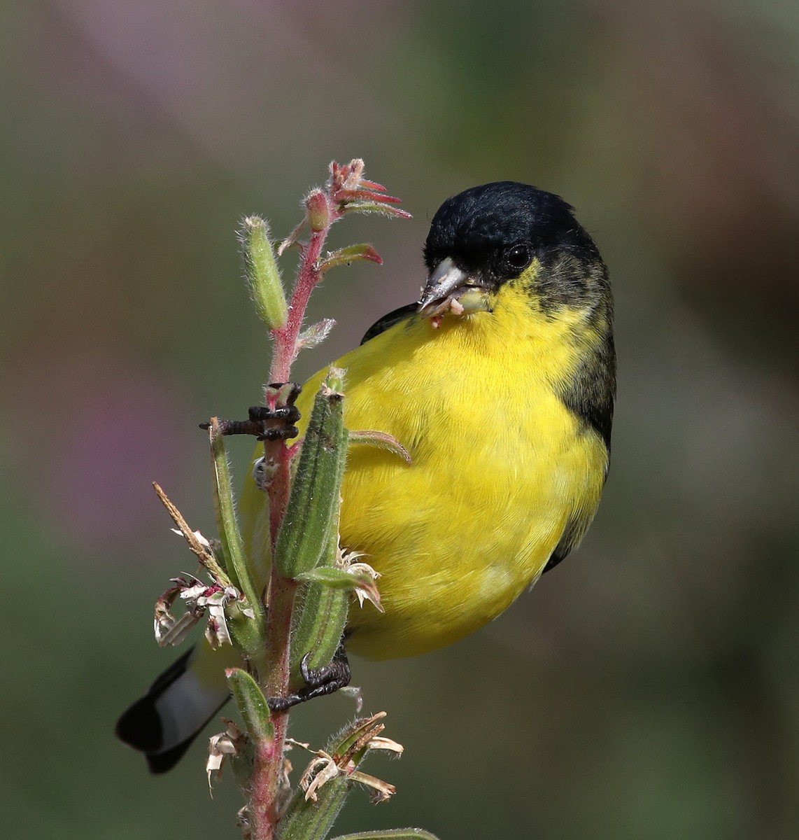 Lesser Goldfinch - ML268159411