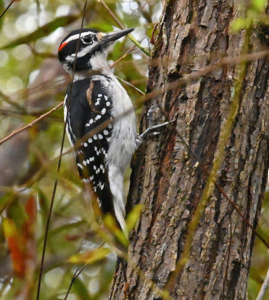 Hairy Woodpecker - ML268160751