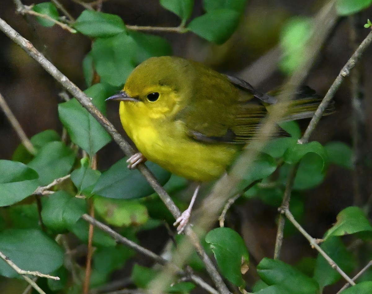 Hooded Warbler - Ann Stinely