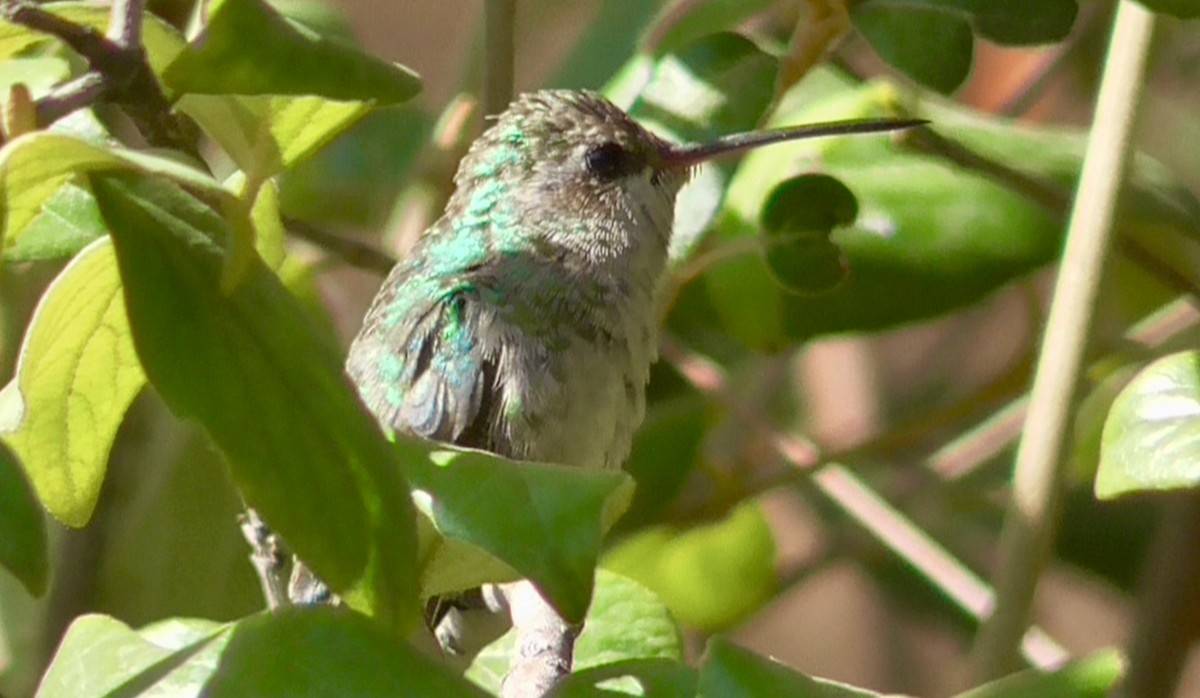 Broad-billed Hummingbird - ML268161381