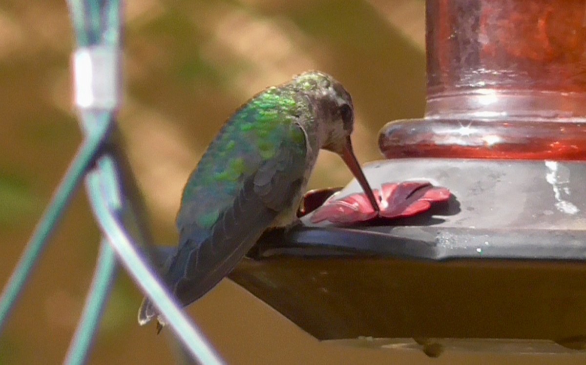 Broad-billed Hummingbird - ML268161391