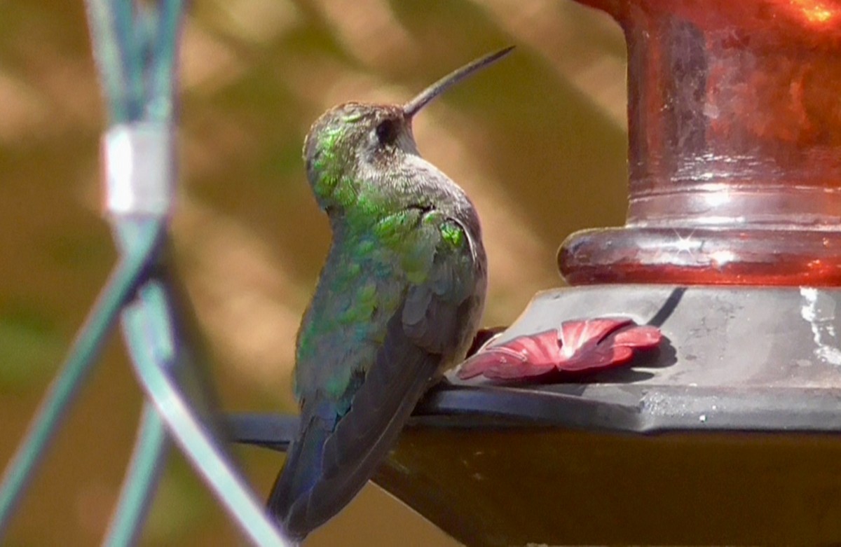Broad-billed Hummingbird - ML268161401