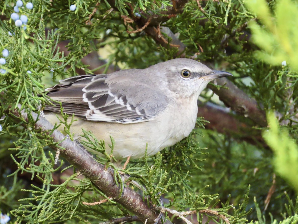Northern Mockingbird - ML268162511