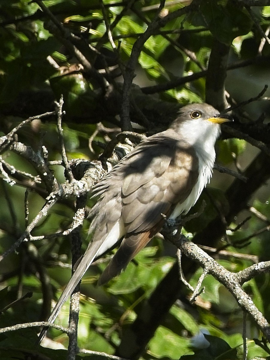 Yellow-billed Cuckoo - ML268162971