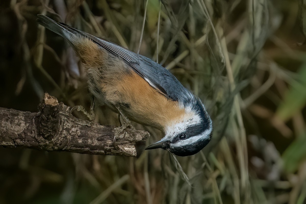 Red-breasted Nuthatch - ML268163801