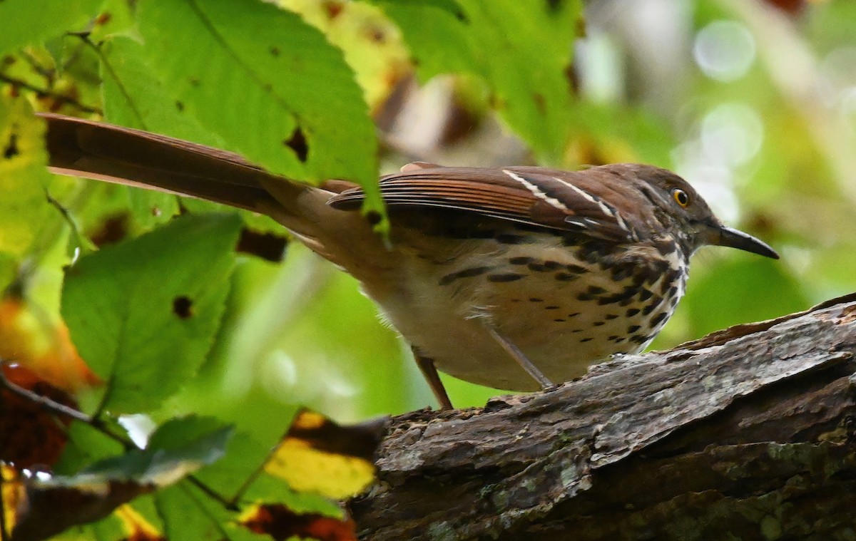 Brown Thrasher - ML268164941