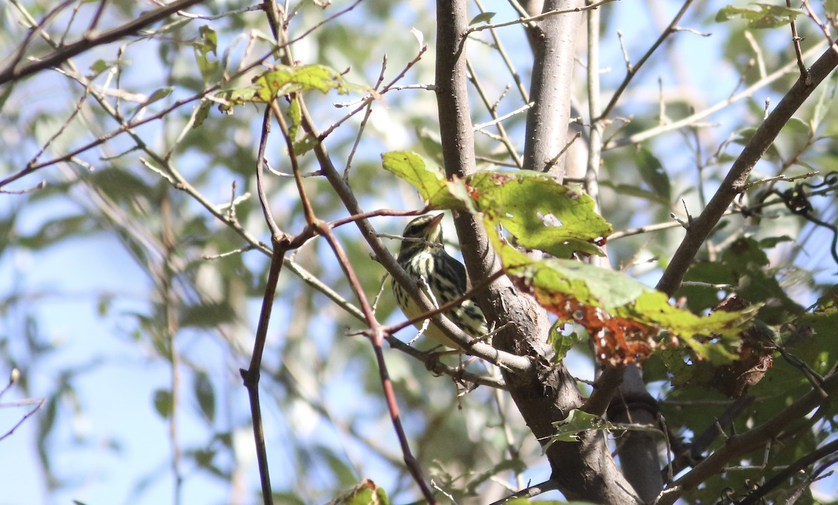 Northern Waterthrush - ML268168951