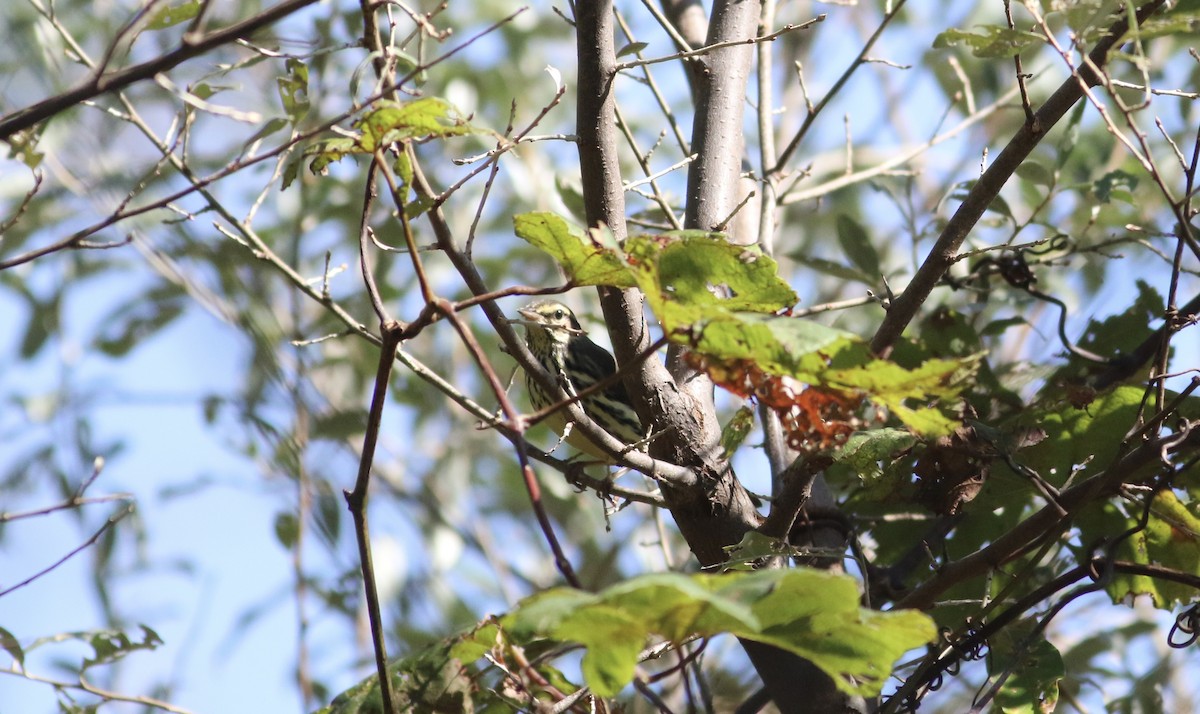 Northern Waterthrush - ML268168961