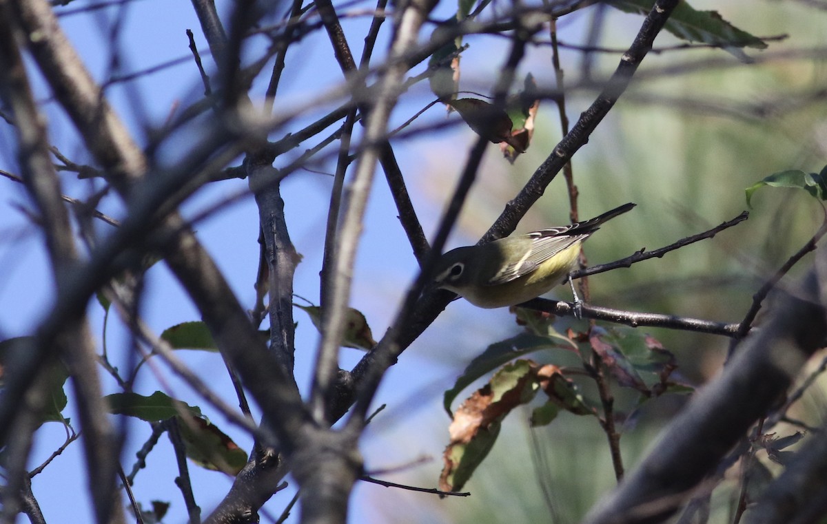 Blue-headed Vireo - ML268169131