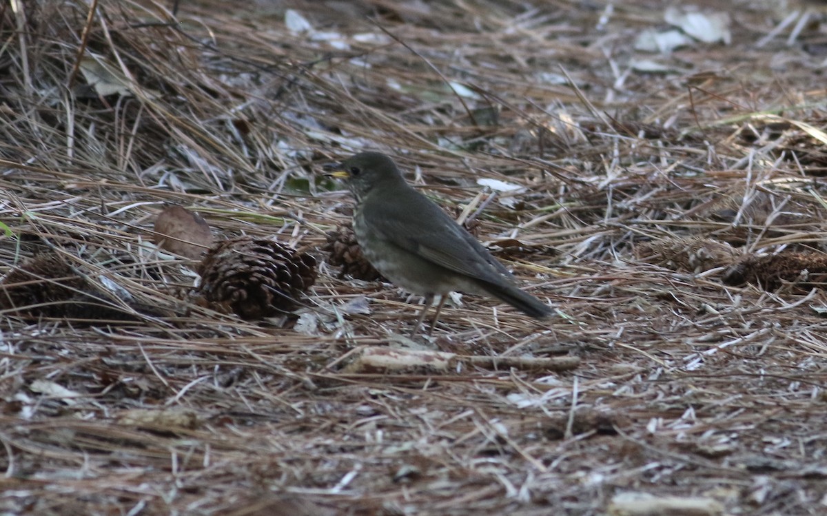 Tordo di Baird - ML268169361