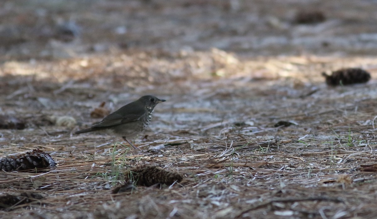 Gray-cheeked Thrush - ML268169371