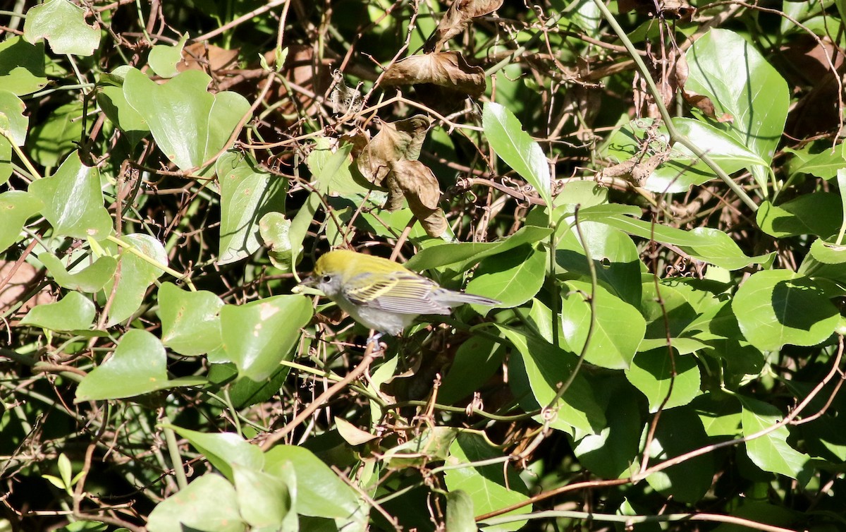 Chestnut-sided Warbler - ML268169601