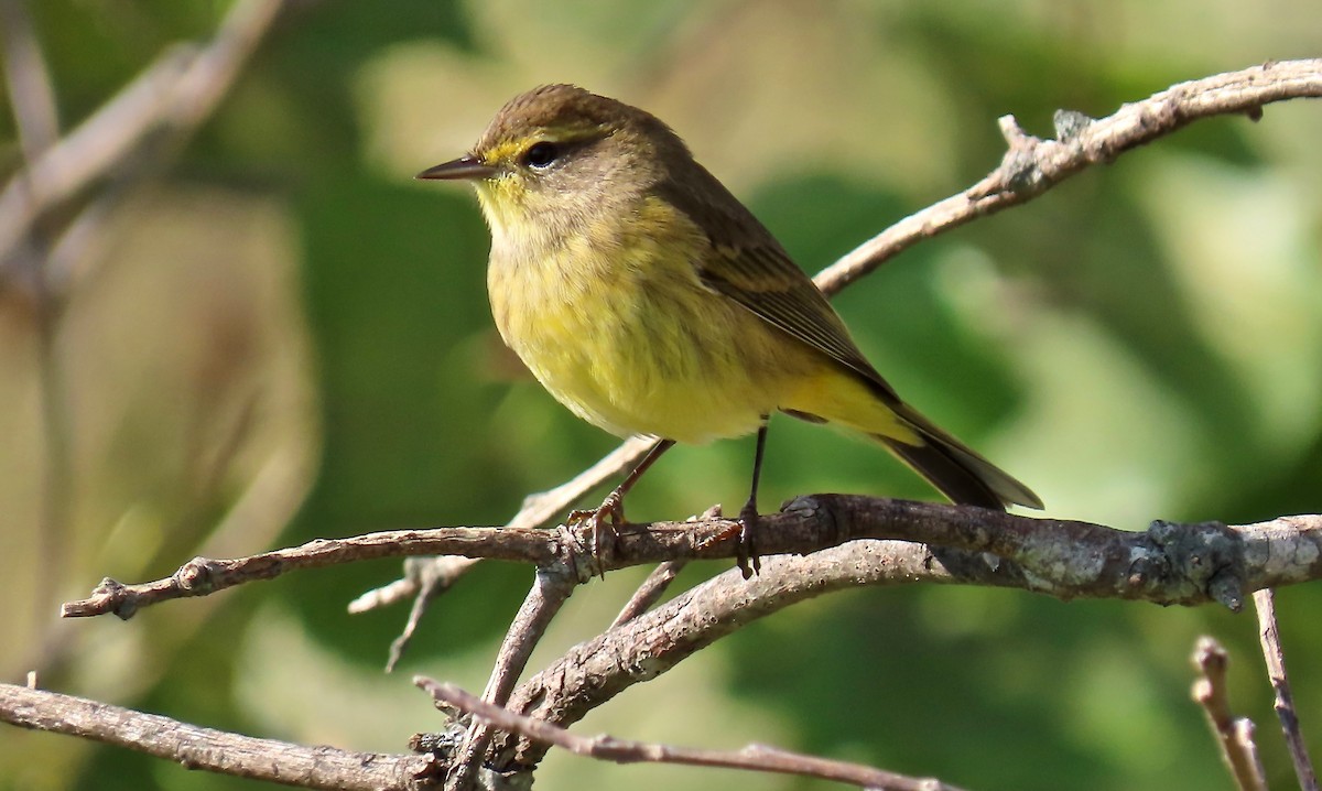 Palmiye Ötleğeni - ML268170801