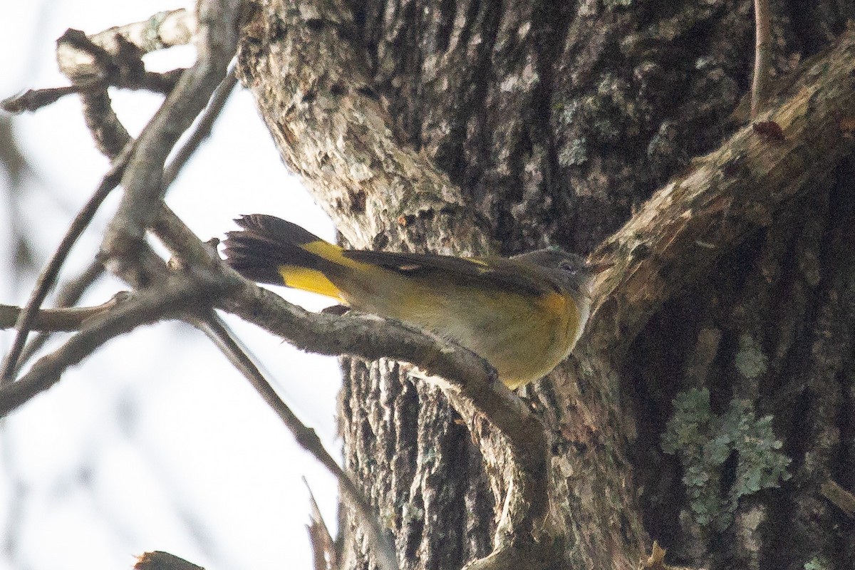 American Redstart - ML268171981