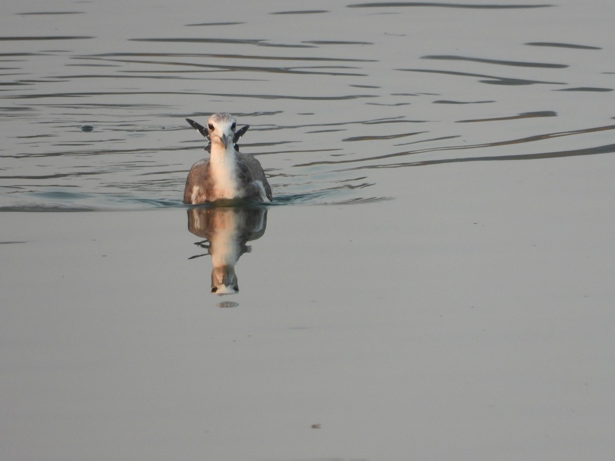 Sabine's Gull - ML268172251