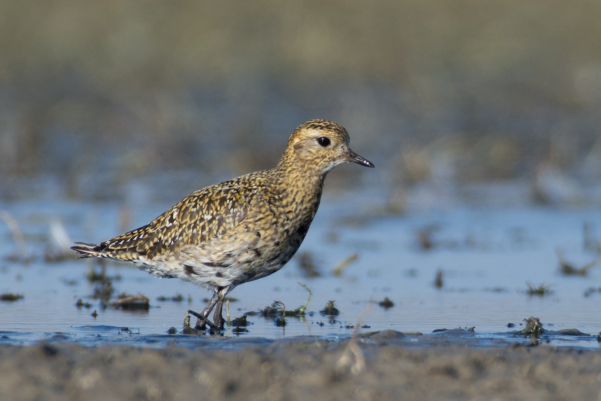 European Golden-Plover - ML268174111