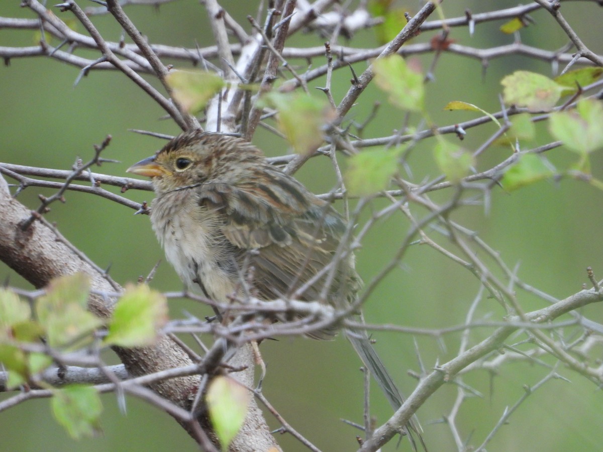 Bachman's Sparrow - ML268174891