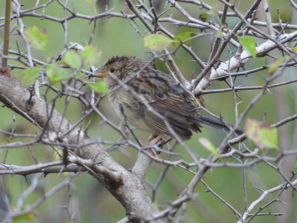 Bachman's Sparrow - ML268174911