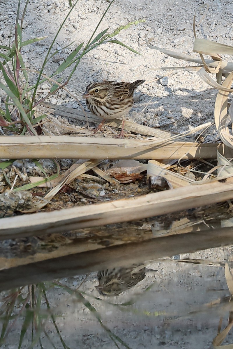 גיבתונית ערבות - ML268178271