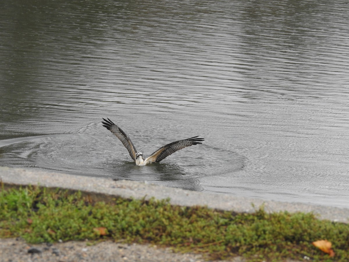 Balbuzard pêcheur - ML268178571