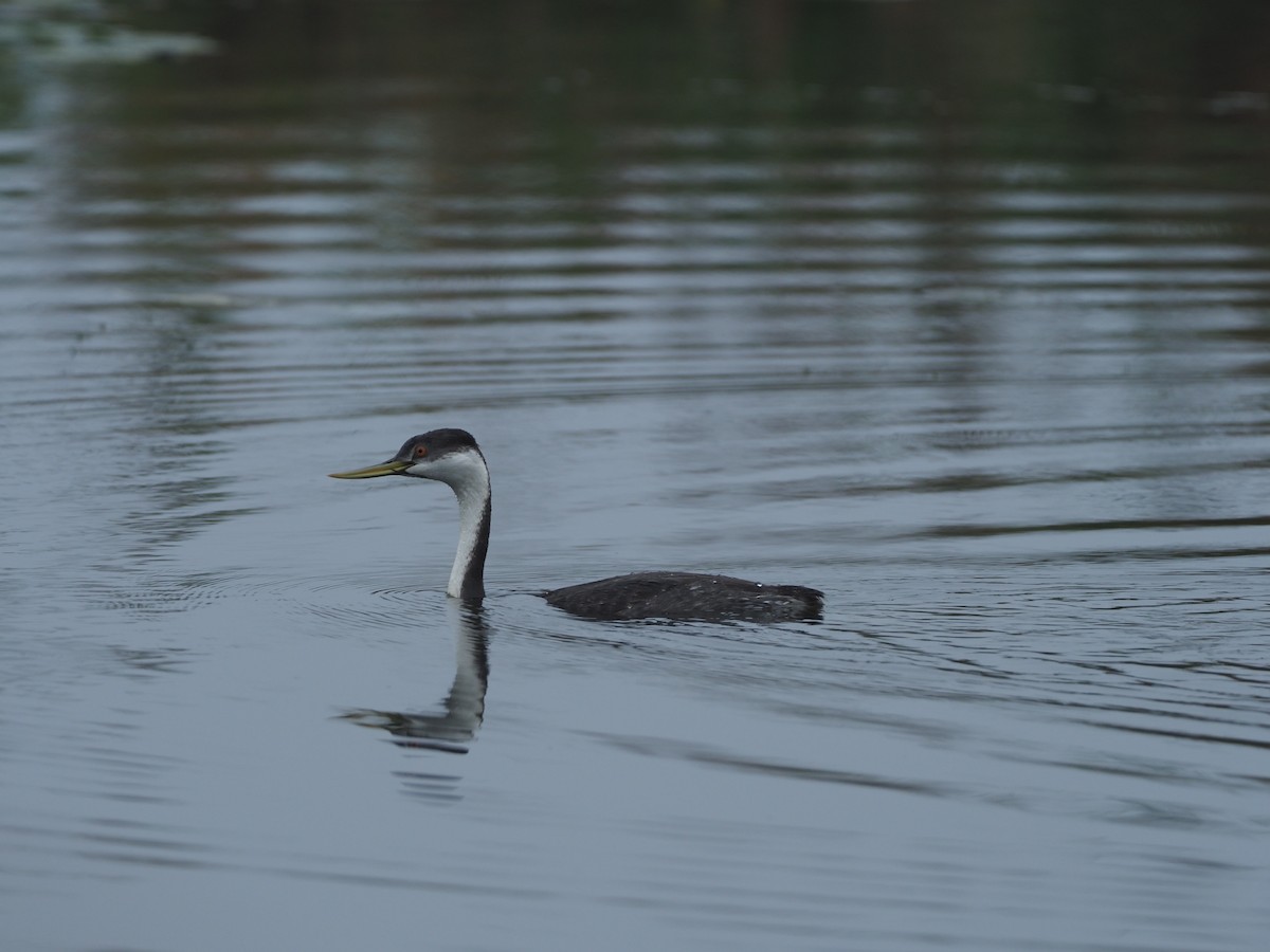 Western Grebe - Andrew Jacobson