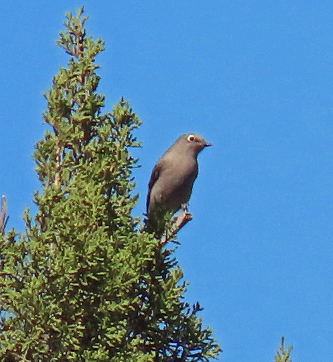 Townsend's Solitaire - ML268178891