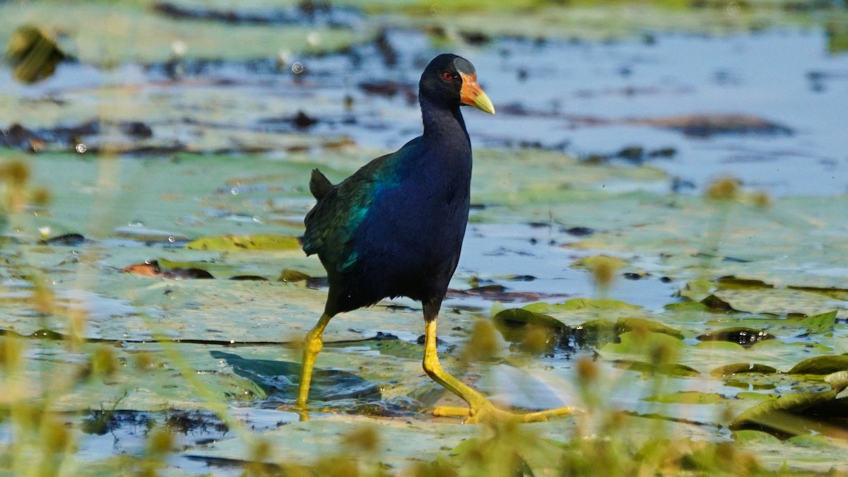 Purple Gallinule - Jason  Anding