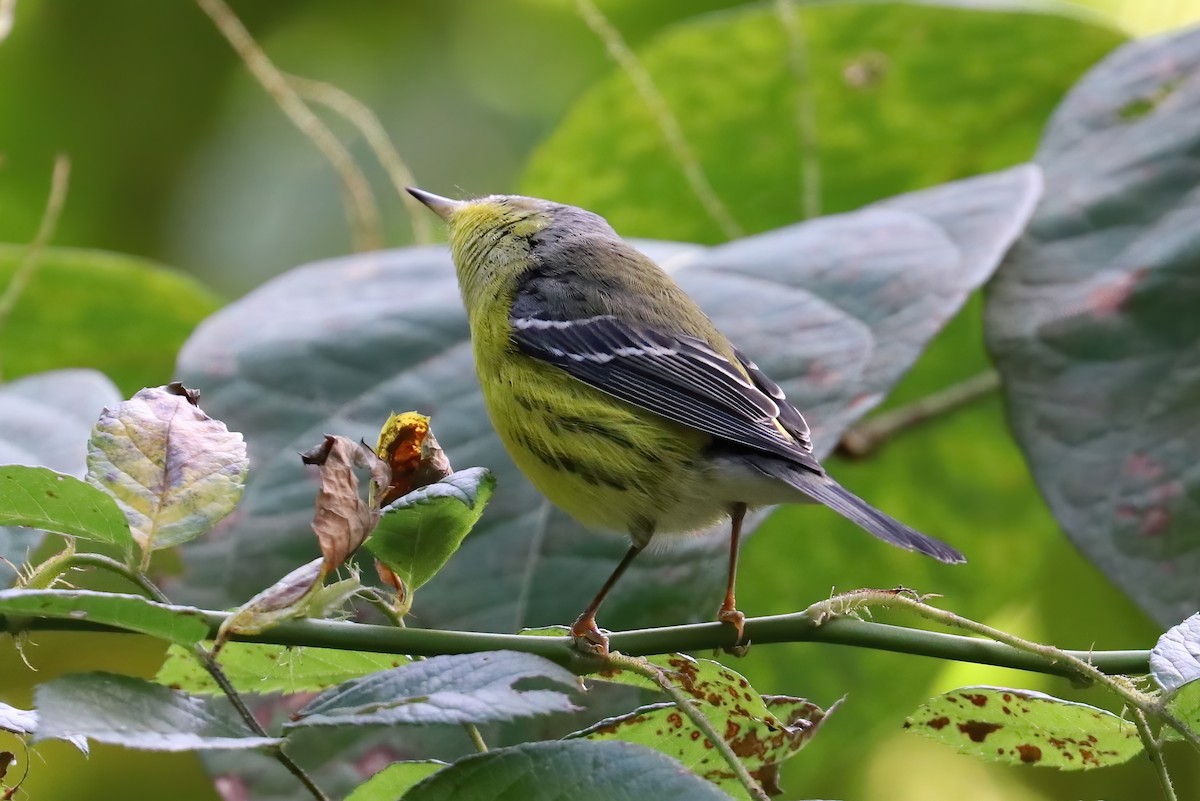 Magnolia Warbler - Suzanne O'Rourke