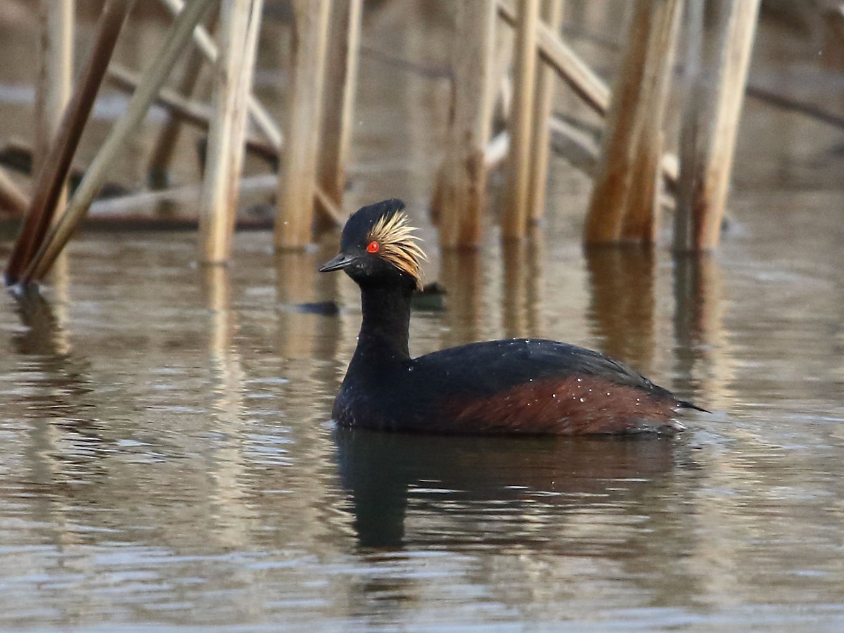 Eared Grebe - Myles McNally