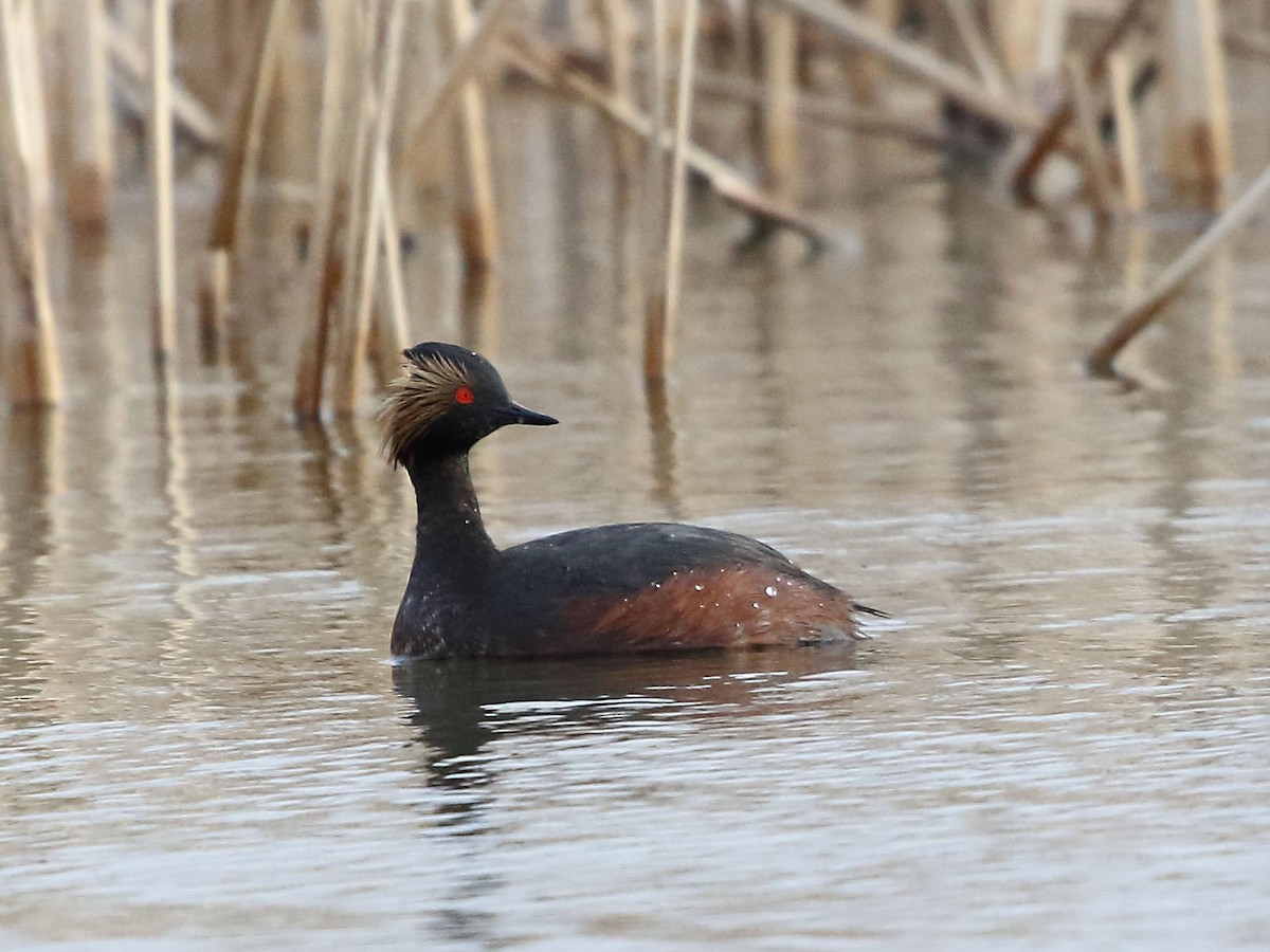 Eared Grebe - ML26818471