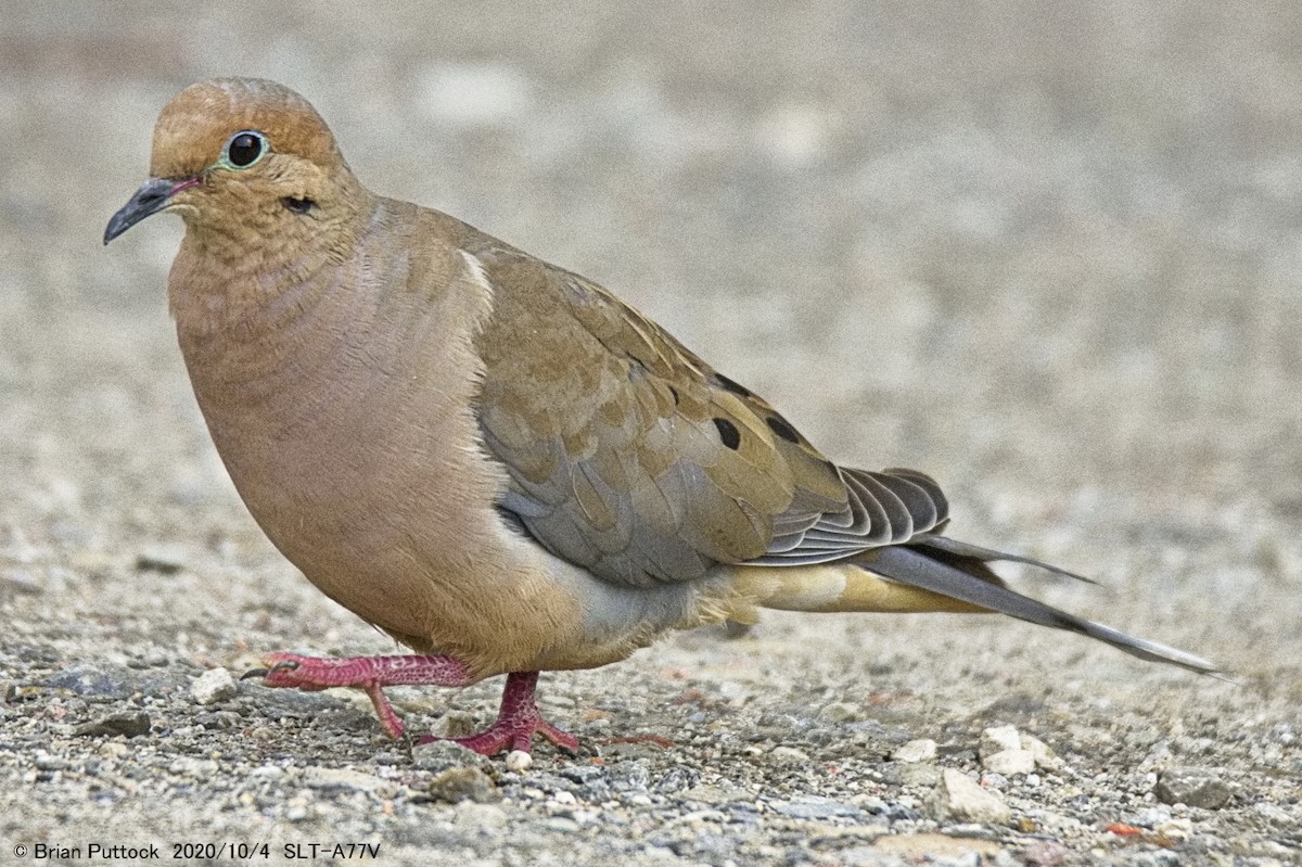 Mourning Dove - ML268185271